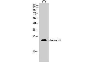 Western Blotting (WB) image for anti-Histone H1 (Lys1535) antibody (ABIN3180083) (Histone H1 anticorps  (Lys1535))
