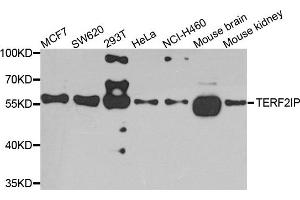Western blot analysis of extracts of various cells, using TERF2IP antibody. (RAP1 anticorps)