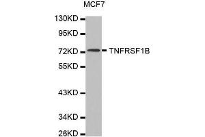 Western blot analysis of extracts of MCF7 cell line, using TNFRSF1B antibody. (TNFRSF1B anticorps  (AA 30-250))