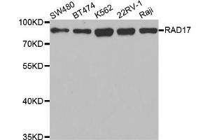 Western blot analysis of extracts of various cell lines, using RAD17 antibody (ABIN5973095) at 1/1000 dilution. (RAD17 anticorps)