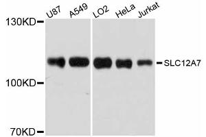 Western blot analysis of extracts of various cell lines, using SLC12A7 antibody (ABIN5998824) at 1/1000 dilution. (SLC12A7 anticorps)