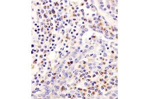 C staining PLA2G7 in human tonsil tissue sections by Immunohistochemistry (IHC-P - paraformaldehyde-fixed, paraffin-embedded sections).