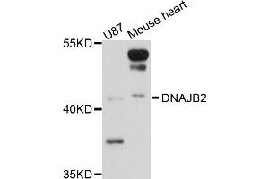 Western blot analysis of extracts of various cell lines, using DNAJB2 antibody (ABIN4903492) at 1:1000 dilution. (DNAJB2 anticorps)