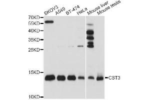 Western blot analysis of extracts of various cell lines, using CST3 antibody. (CST3 anticorps)