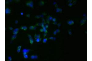 Immunofluorescent analysis of 293T cells using ABIN7166006 at dilution of 1:100 and Alexa Fluor 488-congugated AffiniPure Goat Anti-Rabbit IgG(H+L)