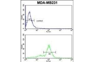 VGFR1 Antibody (ABIN653260 and ABIN2842780) flow cytometric analysis of MDA-M cells (bottom histogram) compared to a negative control cell (top histogram)FITC-conjugated goat-anti-rabbit secondary antibodies were used for the analysis.