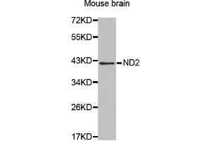 Western blot analysis of extracts of Mouse brain , using MT-ND2 antibody. (MT-ND2 anticorps)