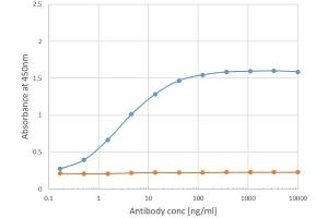 Binding curve of anti-Phl p 1 antibody Clone 25 (ABIN7072371) to Phl p 1 ELISA Plate coated with Phl p 1 (RayBiotech, 228-22412) at a concentration of 2 μg/mL. (Recombinant Phosducin-Like anticorps)