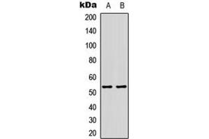 Western blot analysis of p53 (AcK386) expression in HepG2 (A), H9C2 (B) whole cell lysates. (p53 anticorps  (acLys386, C-Term))