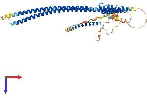 AlphaFold protein structure predicition of Human Recombinant RILPL1 Protein, UniprotID Q5EBL4