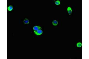 Immunofluorescent analysis of Hela cells using ABIN7157942 at dilution of 1:100 and Alexa Fluor 488-congugated AffiniPure Goat Anti-Rabbit IgG(H+L) (Latexin anticorps  (AA 1-216))