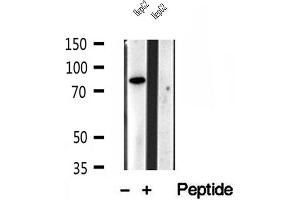 Western blot analysis of extracts of HepG2 cells, using PLOD3 antibody. (PLOD3 anticorps  (C-Term))