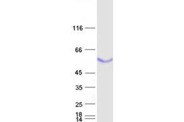 BPIFB1 Protein (Myc-DYKDDDDK Tag)