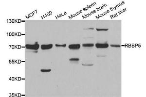 Western blot analysis of extracts of various cell lines, using RBBP5 antibody. (RBBP5 anticorps  (AA 319-538))