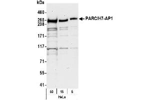 anti-Cullin 9 (CUL9) (AA 900-950) antibody