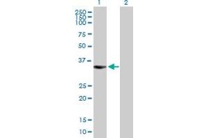 Western Blot analysis of BIRC7 expression in transfected 293T cell line by BIRC7 MaxPab polyclonal antibody. (BIRC7 anticorps  (AA 1-298))