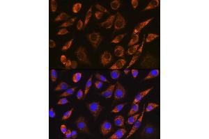 Immunofluorescence analysis of L929 cells using CELF5 Rabbit pAb (ABIN7266539) at dilution of 1:100. (CELF5 anticorps)