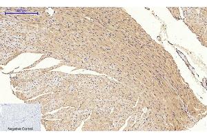 Immunohistochemical analysis of paraffin-embedded mouse heart tissue. (JNK anticorps  (pThr183))