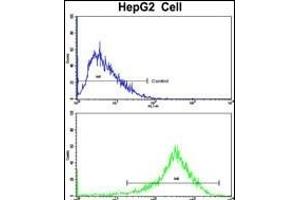Flow cytometric analysis of HepG2 cells using PON3 Antibody (N-term)(bottom histogram) compared to a negative control cell (top histogram). (PON3 anticorps  (N-Term))