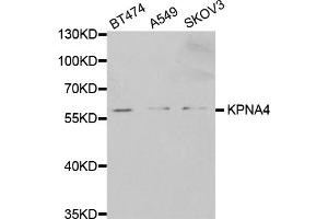 Western blot analysis of extracts of various cell lines, using KPNA4 antibody (ABIN5971058) at 1/1000 dilution. (KPNA4 anticorps)