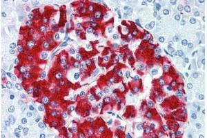 Human Pancreas (formalin-fixed, paraffin-embedded) stained with INS antibody ABIN337249 at 1:100 followed by biotinylated goat anti-rabbit IgG secondary antibody ABIN481713, alkaline phosphatase-streptavidin and chromogen.