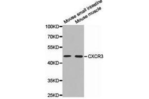 Western Blotting (WB) image for anti-Chemokine (C-X-C Motif) Receptor 3 (CXCR3) antibody (ABIN1872138) (CXCR3 anticorps)