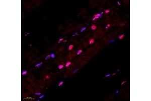 Immunofluorescence of paraffin embedded mouse skeletal muscle using STRAD (ABIN7075730) at dilution of 1: 600 (450x lens)