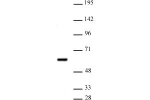 PRMT2 antibody (pAb) tested by Western blot. (PRMT2 anticorps  (N-Term))