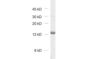 anti-Cornichon Homolog 2 (CNIH2) (AA 107-121) antibody