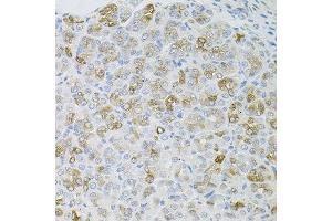 Immunohistochemistry of paraffin-embedded mouse stomach using HPS1 antibody at dilution of 1:100 (x40 lens). (HPS1 anticorps)