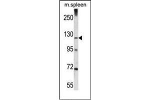 Western blot analysis of KIAA1324 / EIG121 Antibody (C-term) in mouse spleen tissue lysates (35ug/lane).