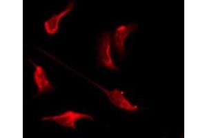 ABIN6276113 staining RAW264.