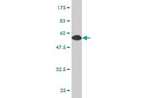 Western Blot detection against Immunogen (54.
