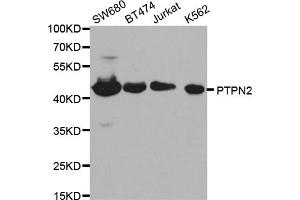 Western blot analysis of extracts of various cell lines, using PTPN2 antibody (ABIN5970915) at 1/1000 dilution. (PTPN2 anticorps)