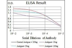 anti-RAB4A, Member RAS Oncogene Family (RAB4A) antibody
