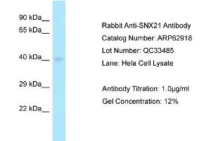 Western Blotting (WB) image for anti-Sorting Nexin 21 (SNX21) (N-Term) antibody (ABIN2789296)