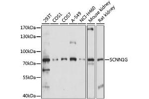 Western blot analysis of extracts of various cell lines, using SCNN1G antibody. (SCNN1G anticorps)