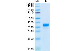 Biotinylated Human ANGPT2 on Tris-Bis PAGE under reduced condition.
