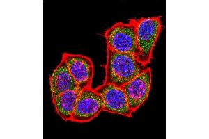 Confocal immunofluorescent analysis of PK14 Antibody (C-term) (ABIN1882176 and ABIN2841644) with Hela cell followed by Alexa Fluor 488-conjugated goat anti-rabbit lgG (green).