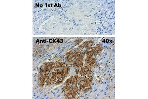 Immunohistochemistry (IHC) image for anti-Gap Junction Protein, alpha 1, 43kDa (GJA1) (C-Term) antibody (ABIN1440034)