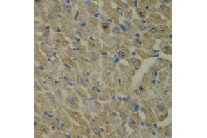 Immunohistochemistry of paraffin-embedded mouse heart using CCBL1 antibody.