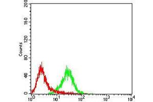 Flow cytometric analysis of Raji cells using PTPN6 mouse mAb (green) and negative control (red). (SHP1 anticorps  (AA 243-541))