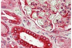 ABIN1782135 (5 μg/mL) staining of paraffin embedded Human Kidney.
