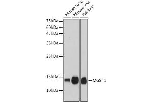 Western blot analysis of extracts of various cell lines, using MGST1 antibody (ABIN7268512) at 1:1000 dilution. (MGST1 anticorps)