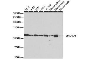 Western blot analysis of extracts of various cell lines, using SMARCA5 antibody. (SMARCA5 anticorps  (AA 100-400))