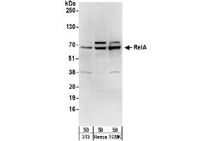 Western Blotting (WB) image for anti-Nuclear Factor-kB p65 (NFkBP65) (AA 501-551) antibody (ABIN7450650)