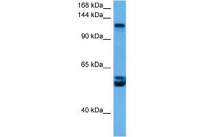 Host:  Rabbit  Target Name:  RBL2  Sample Tissue:  Mouse Brain  Antibody Dilution:  1ug/ml