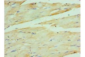 Immunohistochemistry of paraffin-embedded human skeletal muscle tissue using ABIN7142608 at dilution of 1:100 (Coq7 anticorps  (AA 37-217))