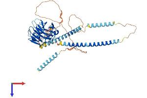 AlphaFold protein structure predicition of Human Recombinant NPTXR Protein, UniprotID O95502