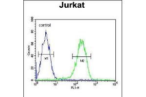 Flow cytometric analysis of Jurkat cells (right histogram) compared to a negative control cell (left histogram). (PAN3 anticorps  (C-Term))